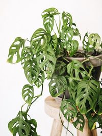 Monstera Adansonii image number 5. All credits to afvanierlant. Monstera Adansonii image number 5. All credits to afvanierlant.
