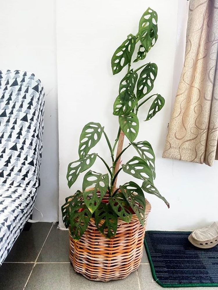 Monstera Adansonii image number 7. All credits to noer_namri. Monstera Adansonii image number 7. All credits to noer_namri.