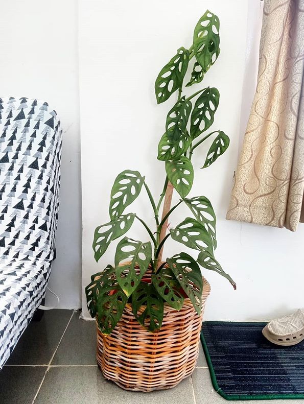 Monstera Adansonii image number 7. All credits to noer_namri. Monstera Adansonii image number 7. All credits to noer_namri.