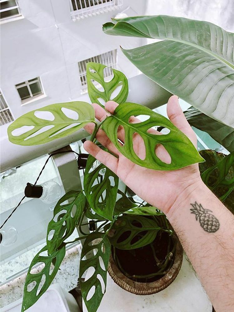 Monstera Adansonii image number 9. All credits to capitaozeferino. Monstera Adansonii image number 9. All credits to capitaozeferino.