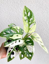 Monstera Adansonii Variegata image number 1. All credits to artleaf_. Monstera Adansonii Variegata image number 1. All credits to artleaf_.