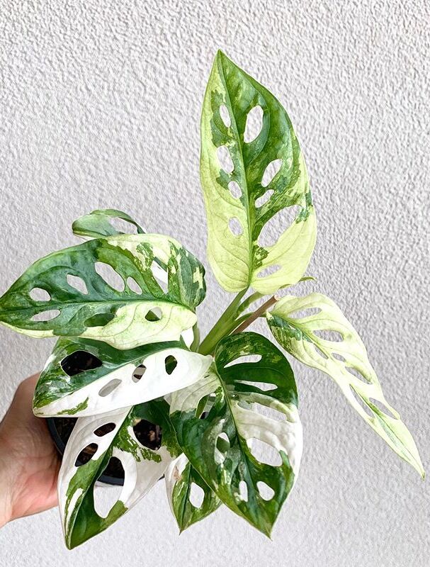 A beautiful and healthy Monstera Adansonii Variegata known as Monstera Adansonii Variegata.