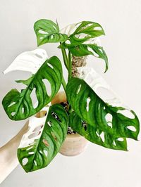 Monstera Adansonii Variegata image number 9. All credits to michelles_50plants. Monstera Adansonii Variegata image number 9. All credits to michelles_50plants.