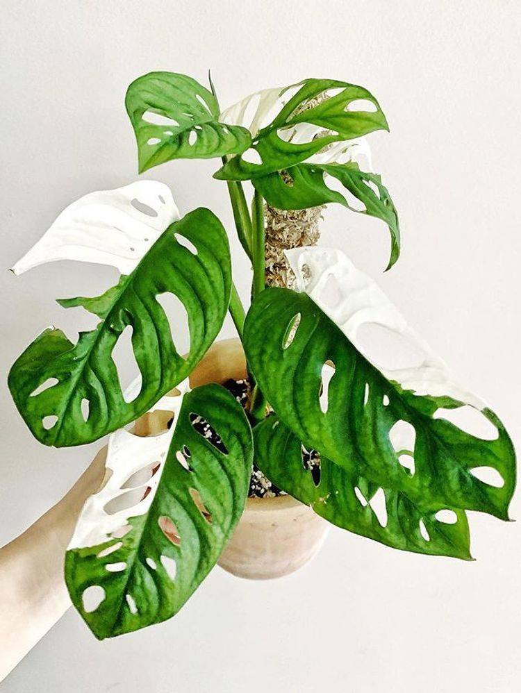 Monstera Adansonii Variegata image number 9. All credits to michelles_50plants.