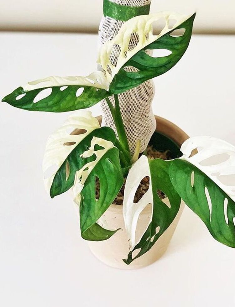 Monstera Adansonii Variegata image number 2. All credits to ohiotropics. Monstera Adansonii Variegata image number 2. All credits to ohiotropics.