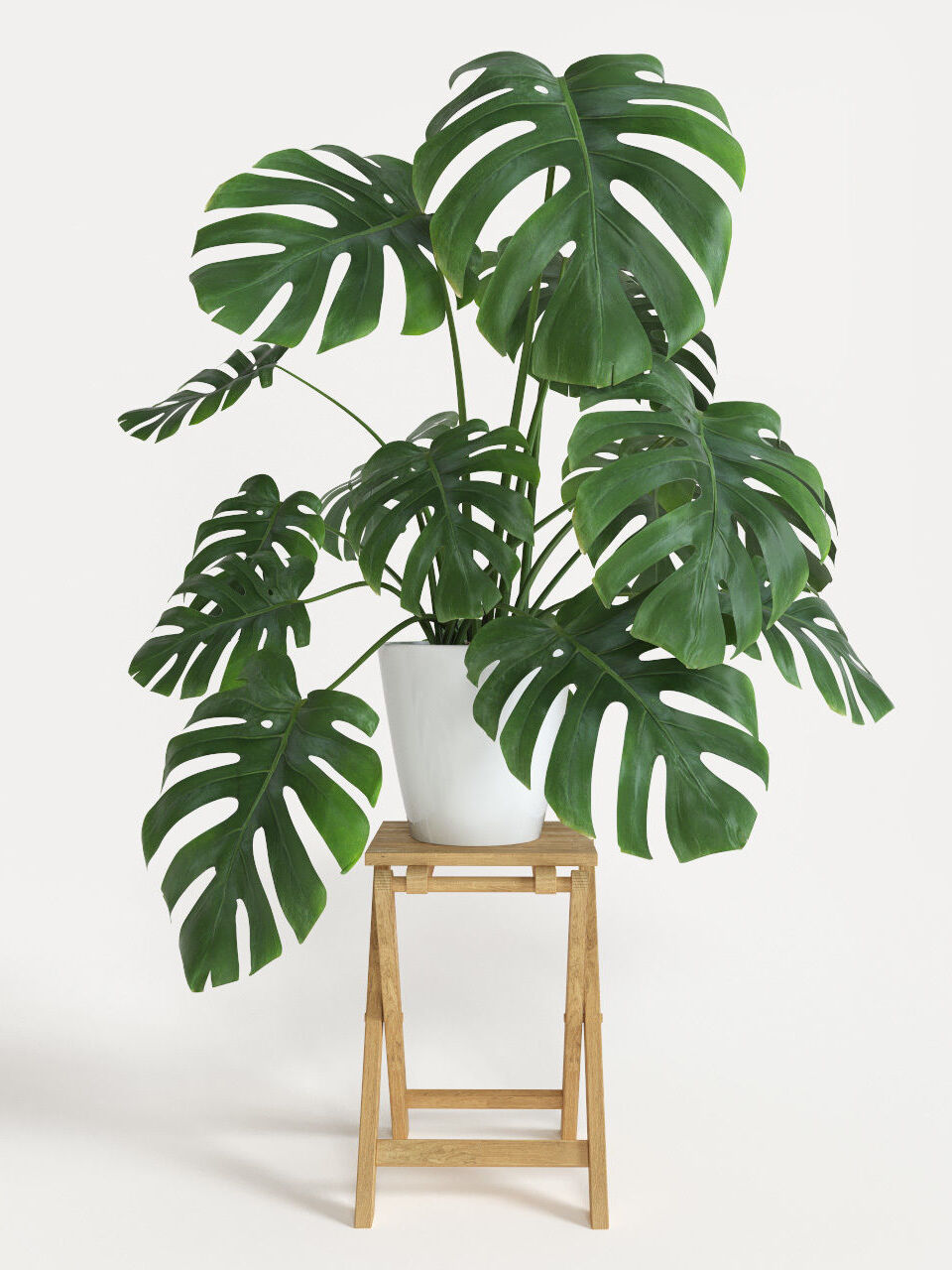 A beautiful and healthy Monstera Deliciosa known as Monstera Deliciosa.