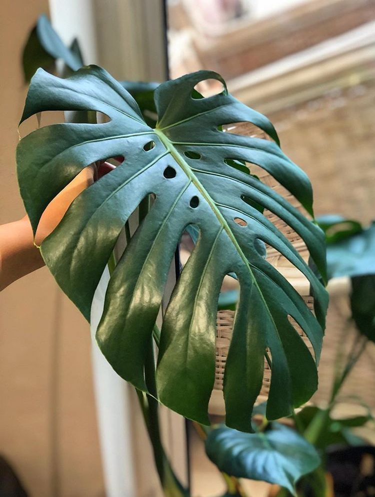 Monstera Deliciosa image number 3. All credits to rooted.wilderness.