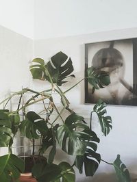 Monstera Deliciosa image number 4. All credits to vintage__apartment. Monstera Deliciosa image number 4. All credits to vintage__apartment.