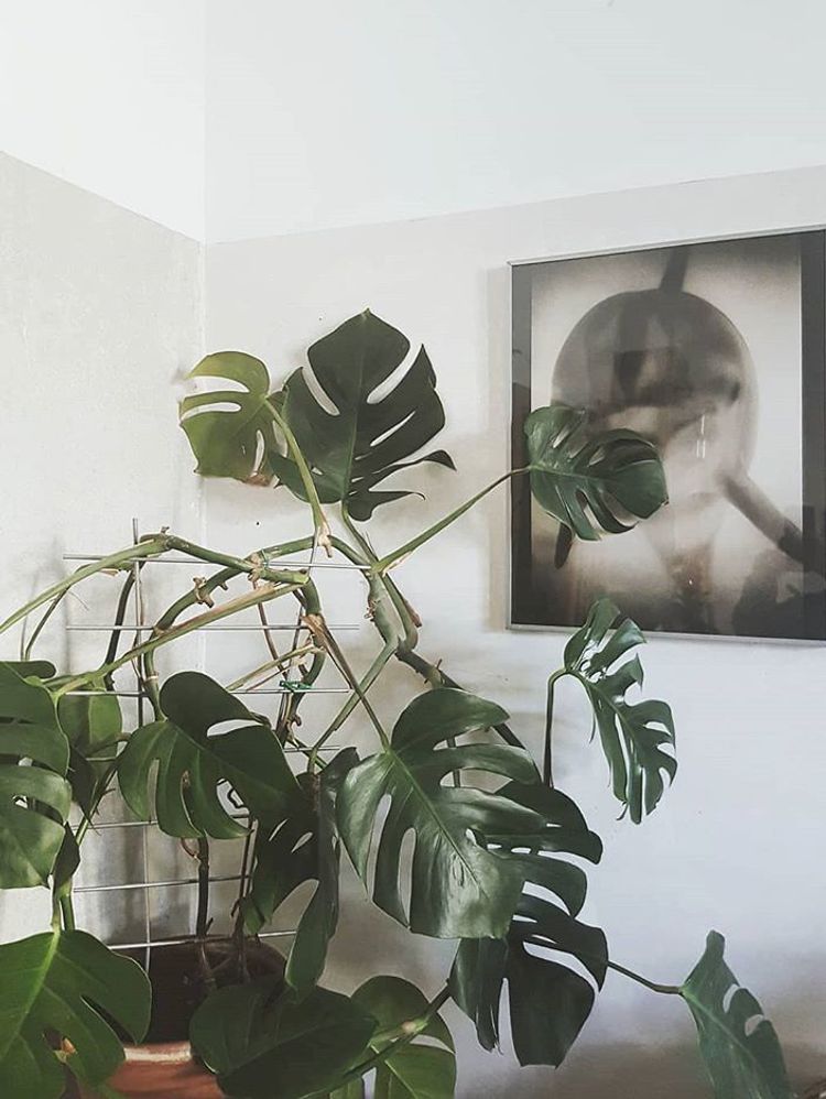 Monstera Deliciosa image number 4. All credits to vintage__apartment.