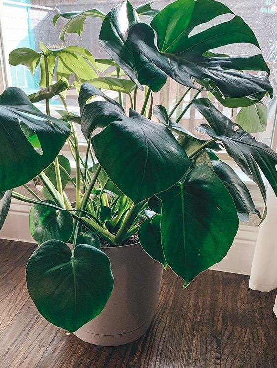 Monstera Deliciosa image number 5. All credits to livinlavidalewis. Monstera Deliciosa image number 5. All credits to livinlavidalewis.