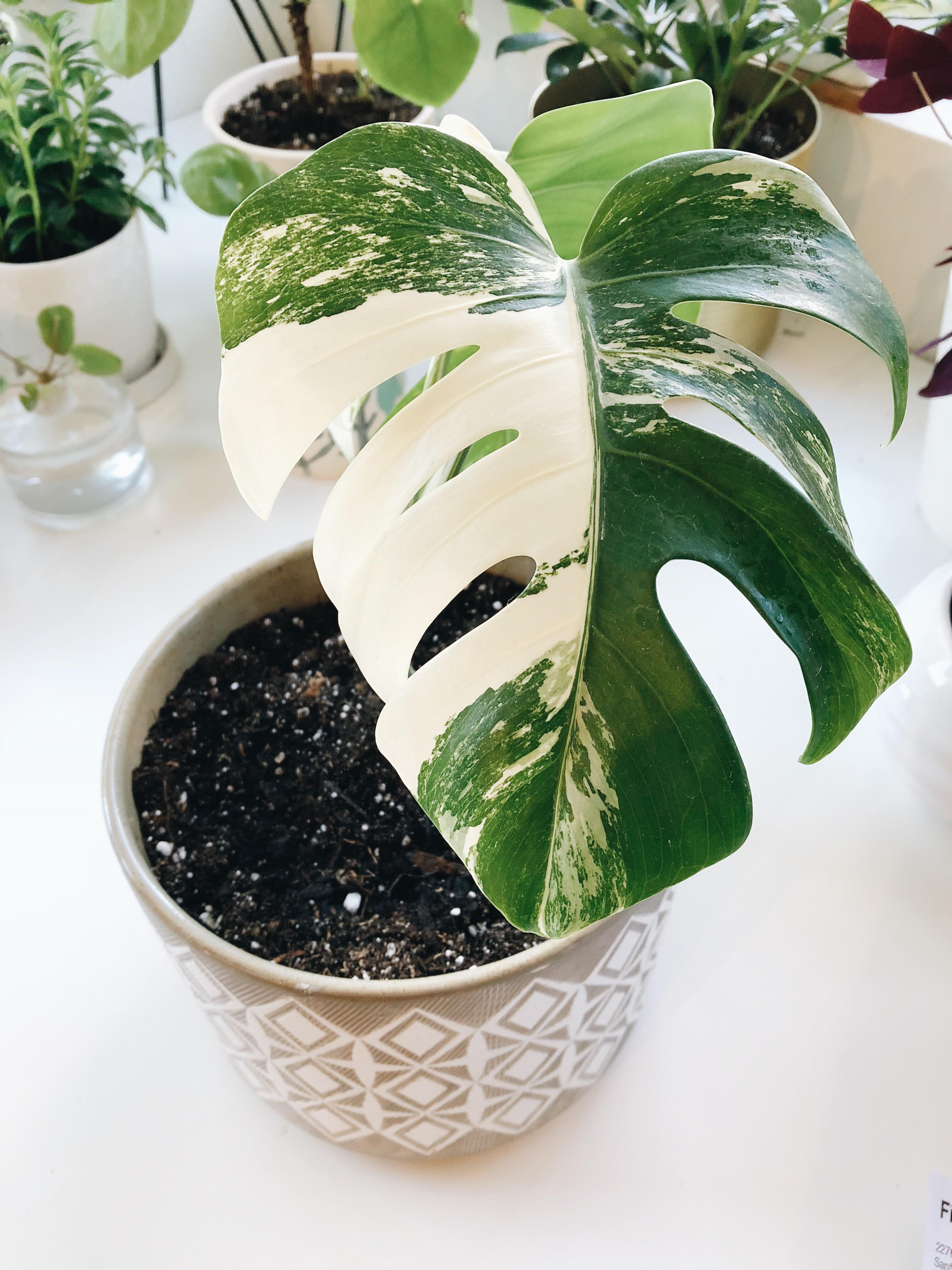 A beautiful and healthy Monstera Deliciosa Variegata known as Monstera Deliciosa Variegata.