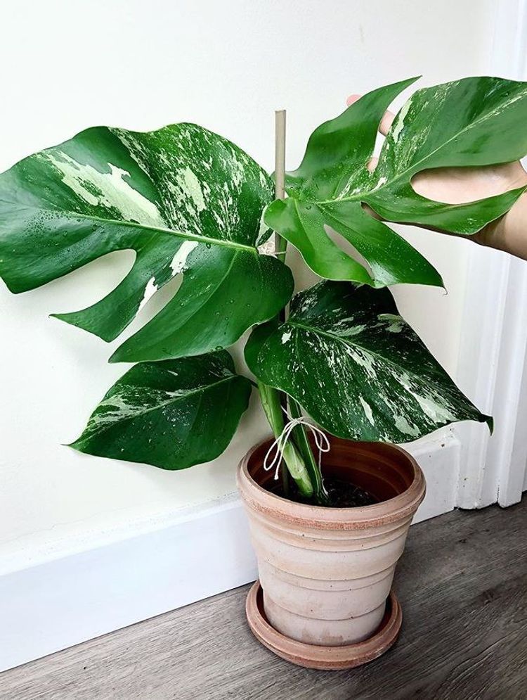 Monstera Deliciosa Variegata image number 2. All credits to dorothykuek. Monstera Deliciosa Variegata image number 2. All credits to dorothykuek.