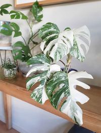 Monstera Deliciosa Variegata image number 3. All credits to perthbotanicals. Monstera Deliciosa Variegata image number 3. All credits to perthbotanicals.