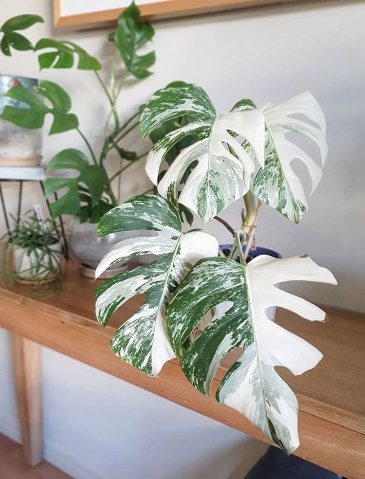 Monstera Deliciosa Variegata image number 3. All credits to perthbotanicals.