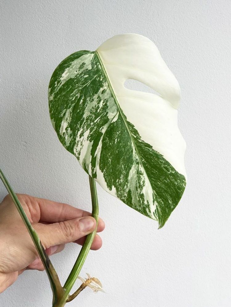 Monstera Deliciosa Variegata image number 5. All credits to rootd.sheffield.