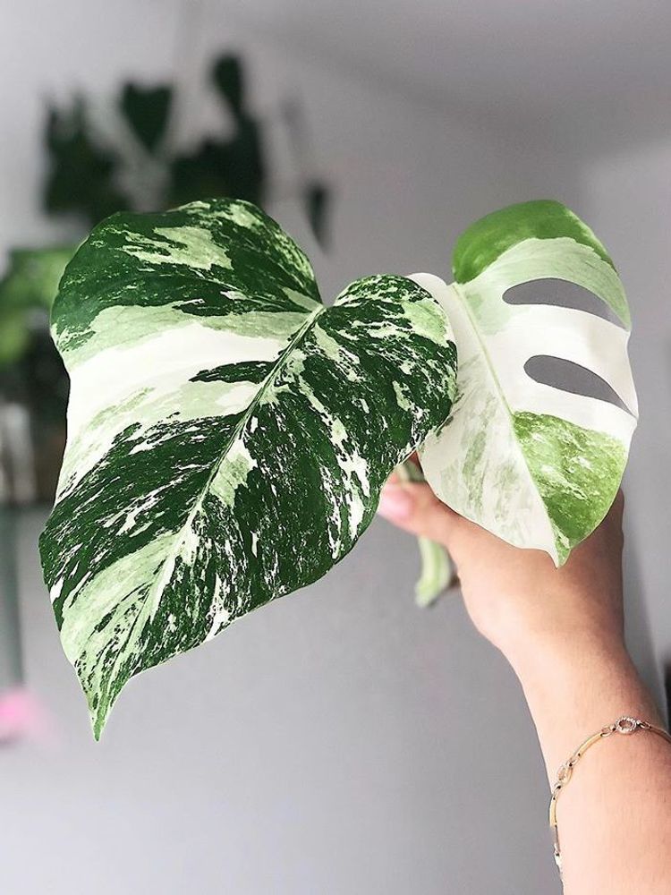 Monstera Deliciosa Variegata image number 6. All credits to plantgirlonline. Monstera Deliciosa Variegata image number 6. All credits to plantgirlonline.