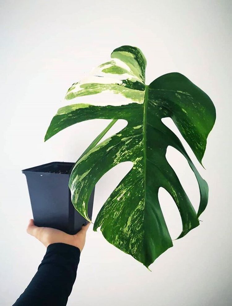 Monstera Deliciosa Variegata image number 8. All credits to soulandpepper.interior. Monstera Deliciosa Variegata image number 8. All credits to soulandpepper.interior.