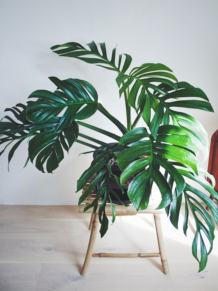 Monstera Pinnatipartita image number 1. All credits to nicoplants. Monstera Pinnatipartita image number 1. All credits to nicoplants.
