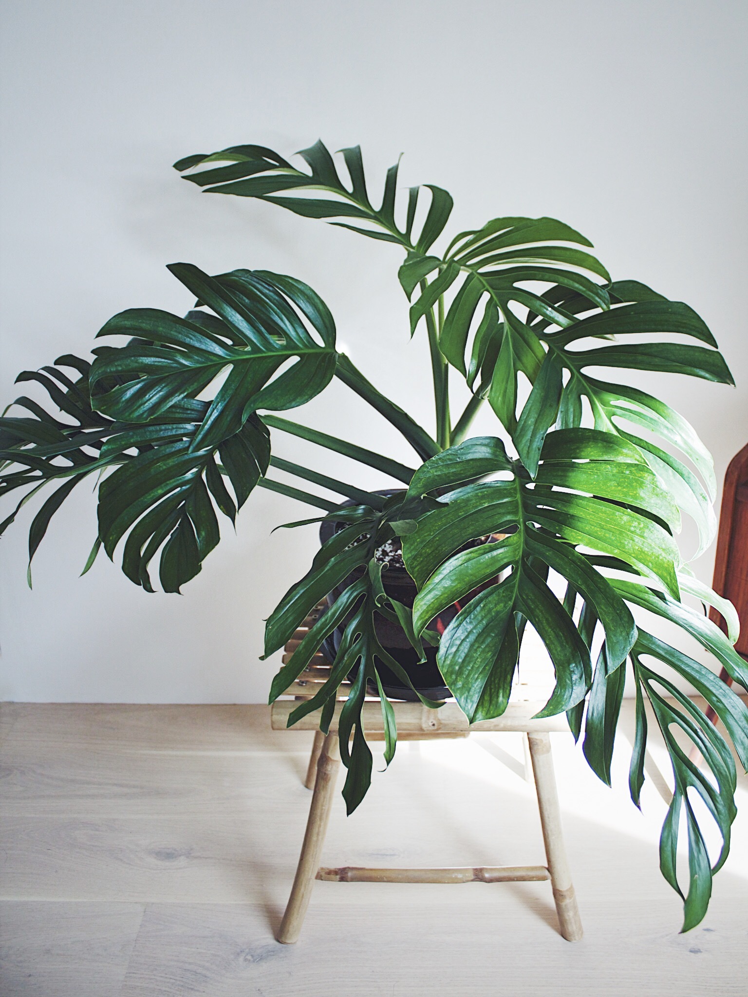 A beautiful and healthy Monstera Pinnatipartita known as Monstera Pinnatipartita.