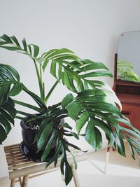 Monstera Pinnatipartita image number 2. All credits to nicoplants. Monstera Pinnatipartita image number 2. All credits to nicoplants.