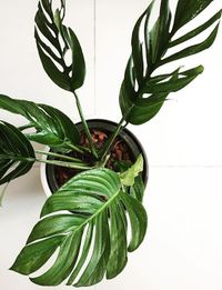 Monstera Pinnatipartita image number 6. All credits to maakmnmk. Monstera Pinnatipartita image number 6. All credits to maakmnmk.