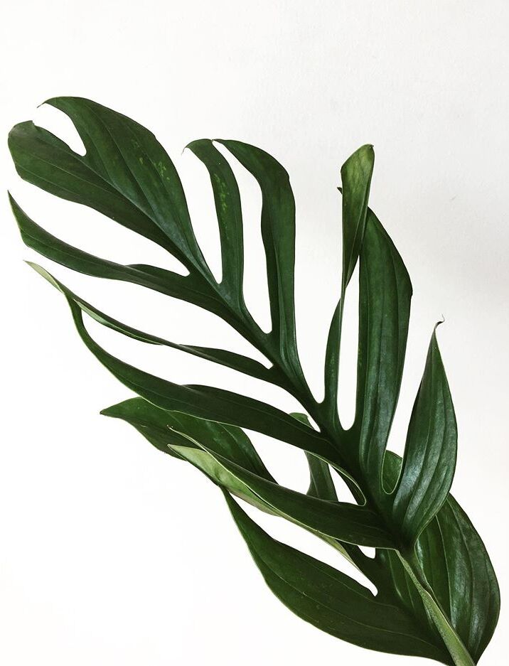 Monstera Pinnatipartita image number 7. All credits to maakmnmk. Monstera Pinnatipartita image number 7. All credits to maakmnmk.