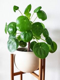 Pilea Peperomioides image number 1. All credits to potted_joys.