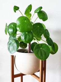 Pilea Peperomioides image number 1. All credits to potted_joys. Pilea Peperomioides image number 1. All credits to potted_joys.