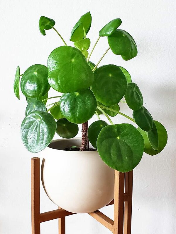 A beautiful and healthy Pilea Peperomioides known as Pilea Peperomioides.