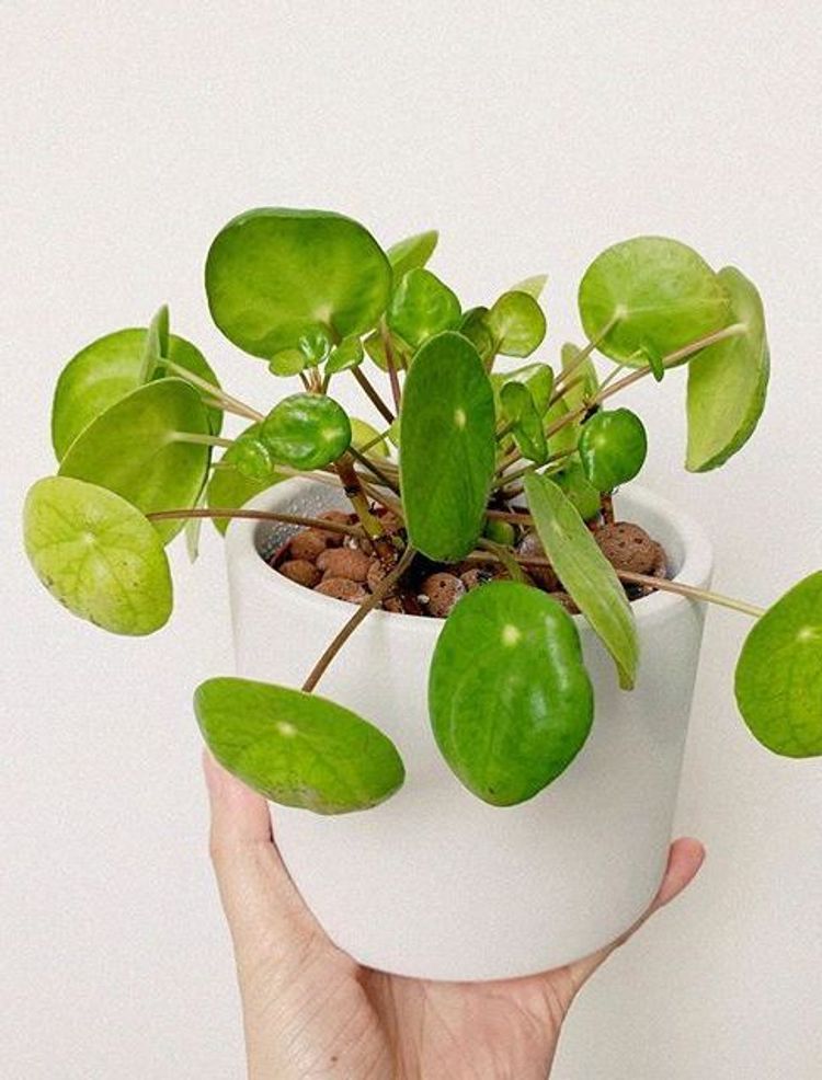 Pilea Peperomioides image number 6. All credits to rosannahone.