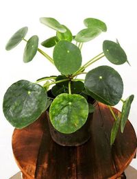 Pilea Peperomioides image number 7. All credits to plantomagoholic.