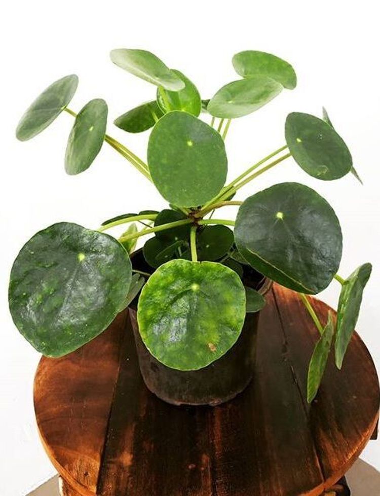Pilea Peperomioides image number 7. All credits to plantomagoholic. Pilea Peperomioides image number 7. All credits to plantomagoholic.