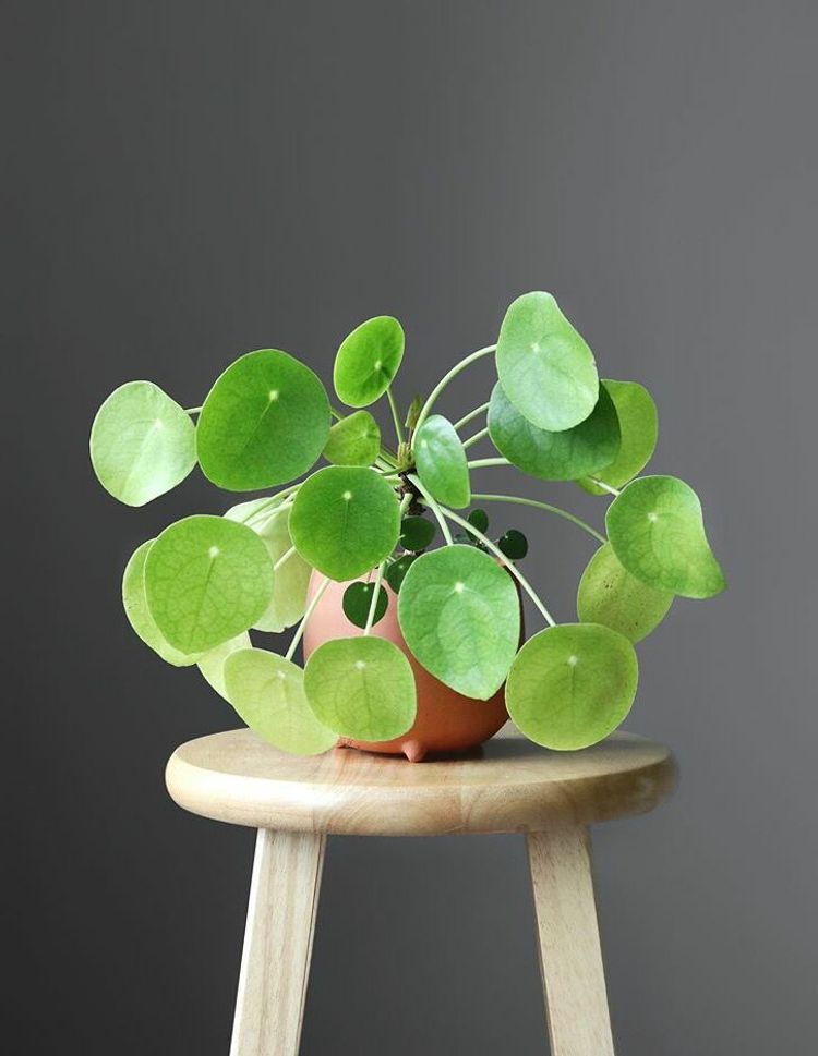 Pilea Peperomioides image number 2. All credits to leafygreens_.