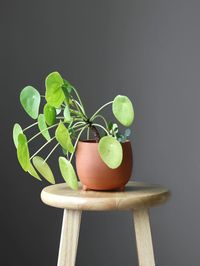 Pilea Peperomioides image number 3. All credits to leafygreens_. Pilea Peperomioides image number 3. All credits to leafygreens_.