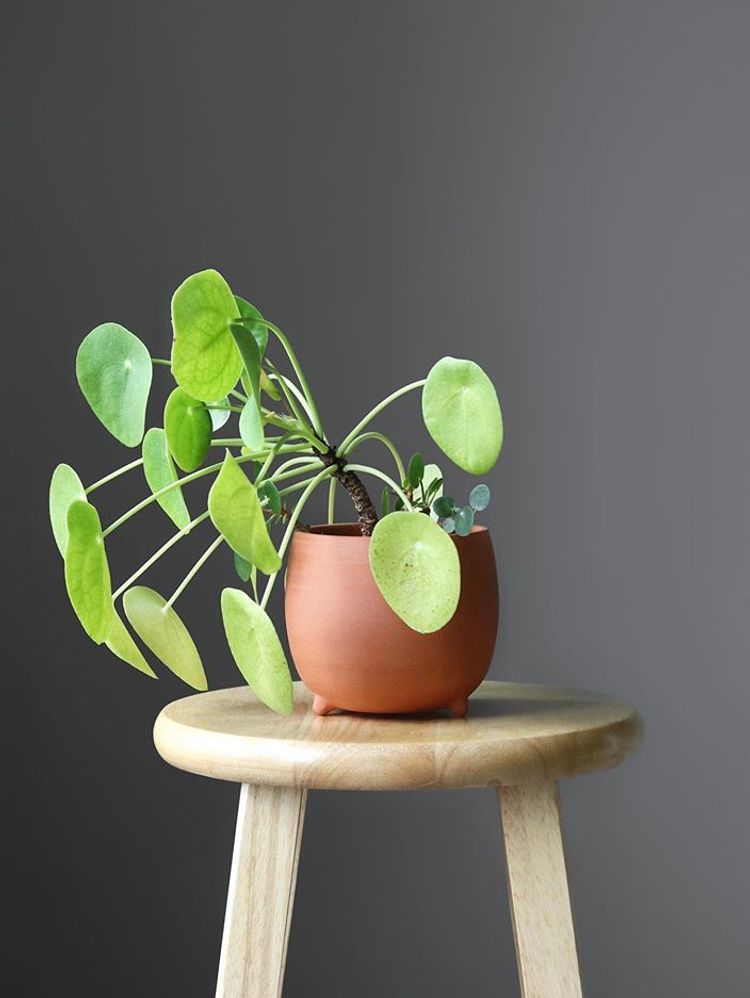 Pilea Peperomioides image number 3. All credits to leafygreens_.