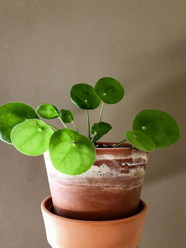 Pilea Peperomioides image number 4. All credits to lyliplants.