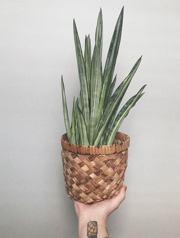 A beautiful and healthy Sansevieria Trifasciata Bantels Sensation known as White Sansevieria.