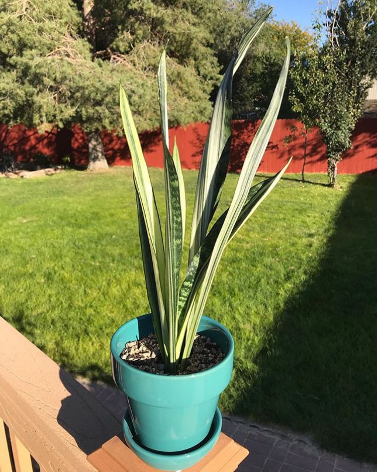 Sansevieria Trifasciata Bantels Sensation image number 9. All credits to missrustyshackleford. Sansevieria Trifasciata Bantels Sensation image number 9. All credits to missrustyshackleford.