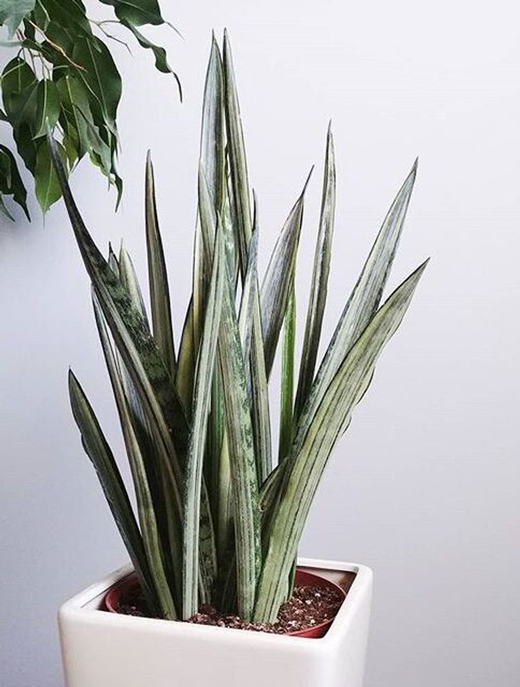 Sansevieria Trifasciata Bantels Sensation image number 10. All credits to pforplant. Sansevieria Trifasciata Bantels Sensation image number 10. All credits to pforplant.