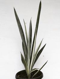 Sansevieria Trifasciata Bantels Sensation image number 11. All credits to blossom_0136. Sansevieria Trifasciata Bantels Sensation image number 11. All credits to blossom_0136.
