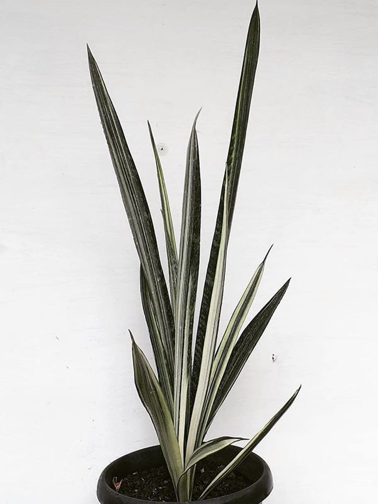 Sansevieria Trifasciata Bantels Sensation image number 11. All credits to blossom_0136. Sansevieria Trifasciata Bantels Sensation image number 11. All credits to blossom_0136.