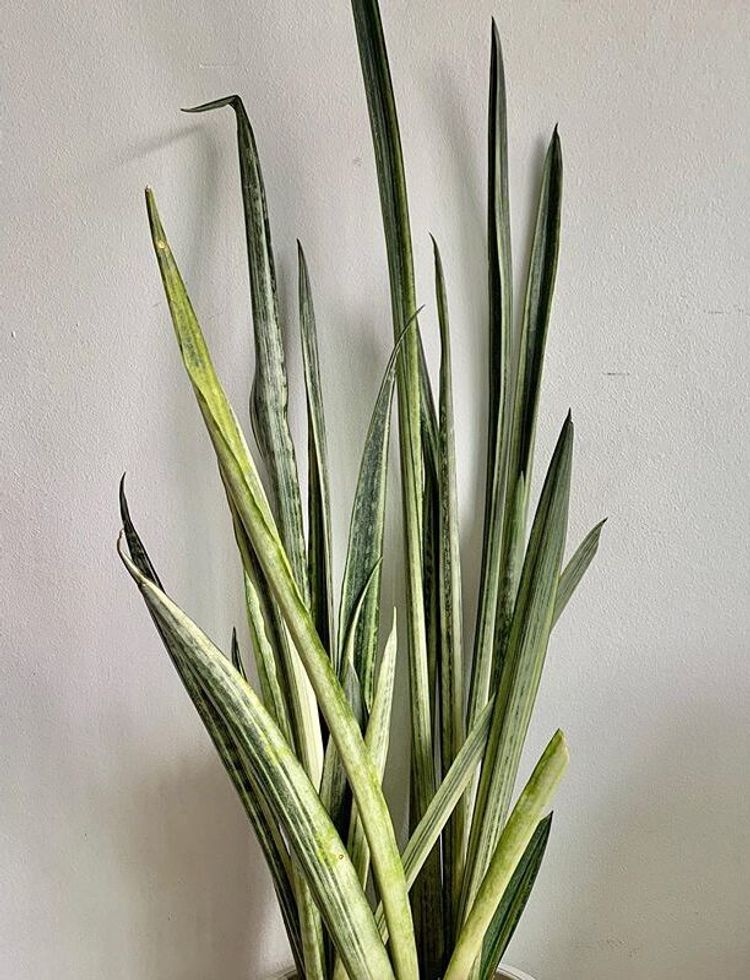 Sansevieria Trifasciata Bantels Sensation image number 13. All credits to kristoffplants. Sansevieria Trifasciata Bantels Sensation image number 13. All credits to kristoffplants.