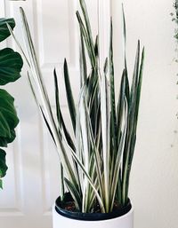 Sansevieria Trifasciata Bantels Sensation image number 14. All credits to foreverplanty.