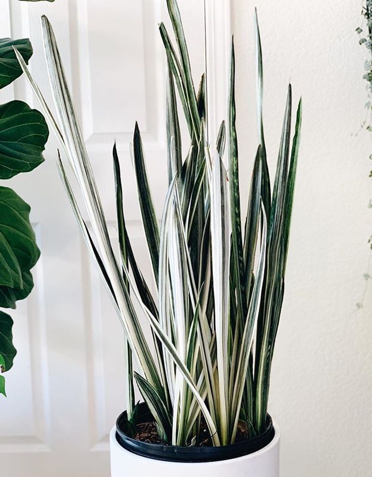 Sansevieria Trifasciata Bantels Sensation image number 14. All credits to foreverplanty. Sansevieria Trifasciata Bantels Sensation image number 14. All credits to foreverplanty.