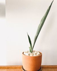Sansevieria Trifasciata Bantels Sensation image number 5. All credits to plantitrighthere.