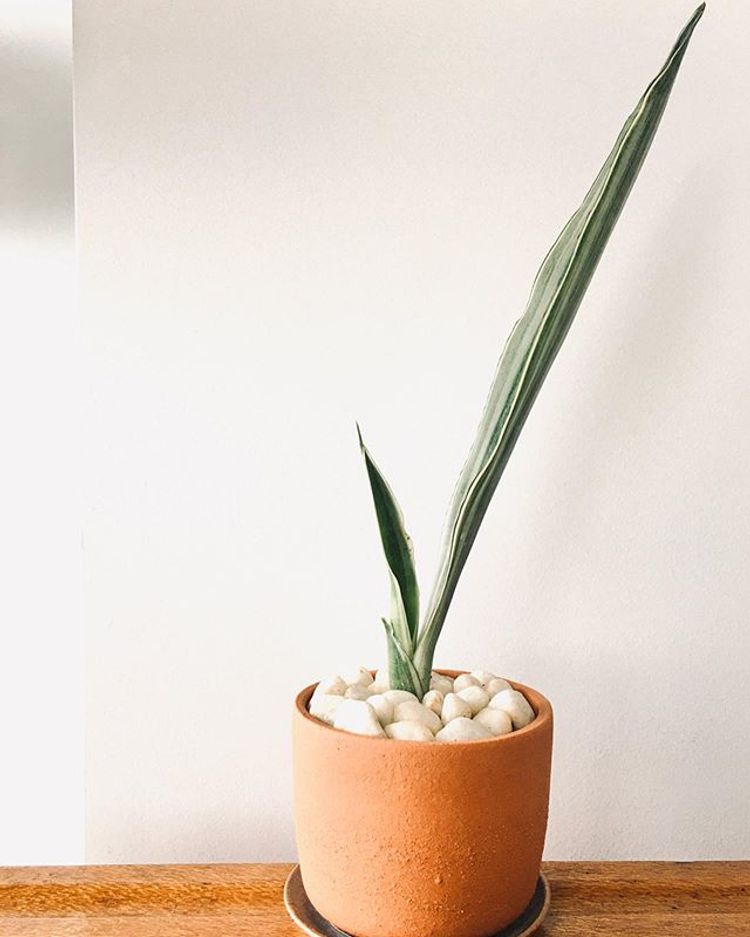 Sansevieria Trifasciata Bantels Sensation image number 5. All credits to plantitrighthere. Sansevieria Trifasciata Bantels Sensation image number 5. All credits to plantitrighthere.