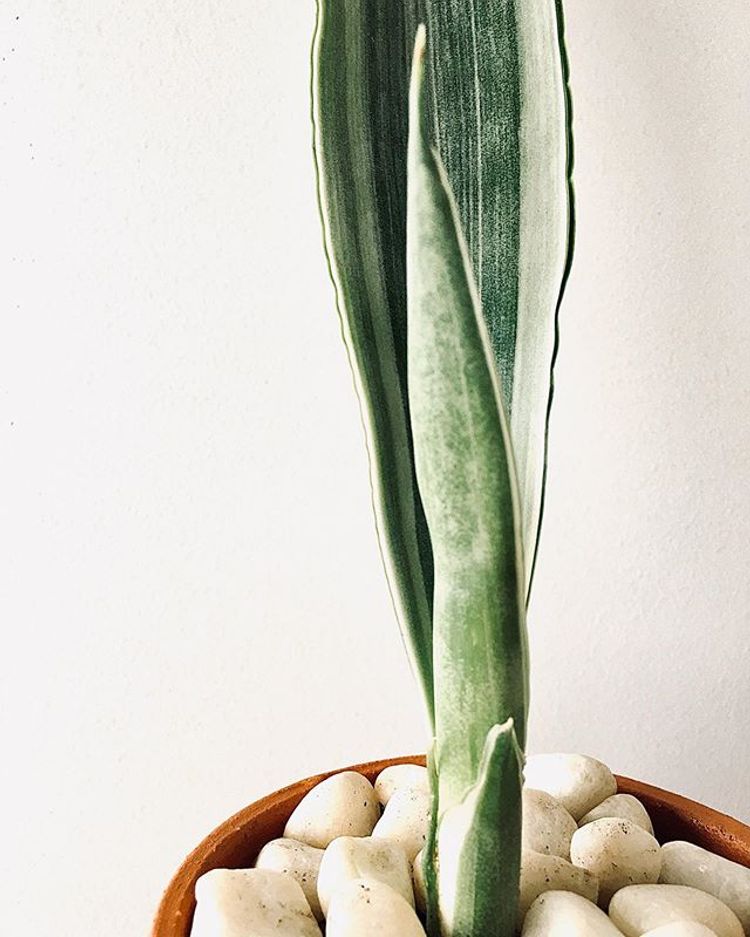 Sansevieria Trifasciata Bantels Sensation image number 6. All credits to plantitrighthere.