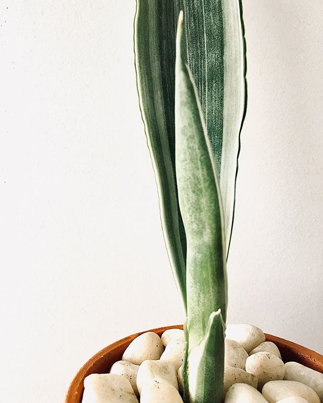 Sansevieria Trifasciata Bantels Sensation image number 6. All credits to plantitrighthere. Sansevieria Trifasciata Bantels Sensation image number 6. All credits to plantitrighthere.