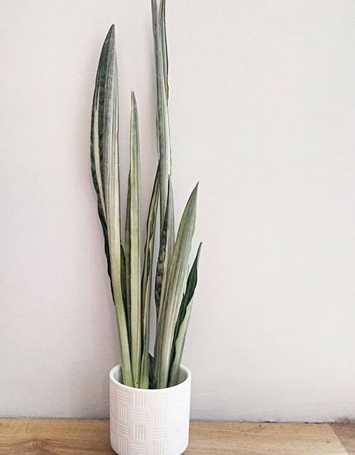 Sansevieria Trifasciata Bantels Sensation image number 7. All credits to jenns.plantdiary. Sansevieria Trifasciata Bantels Sensation image number 7. All credits to jenns.plantdiary.