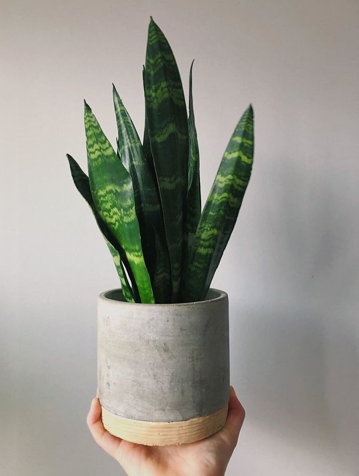 A beautiful and healthy Sansevieria Trifasciata Black Coral known as Sansevieria Black Coral.